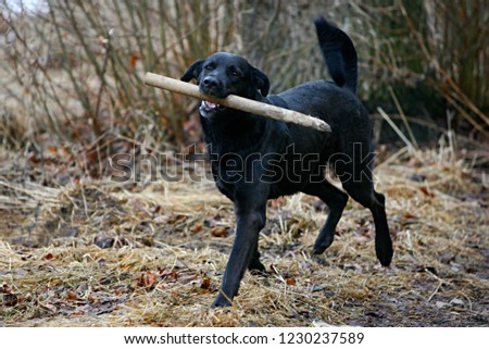 black dog running and playing with a stick