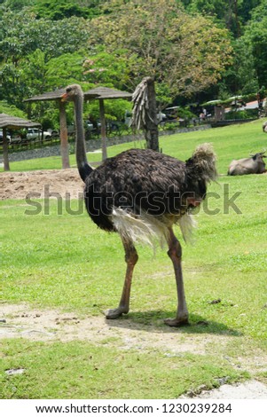 Wildlife africa ostrich, ostrich, struthio camelus.
