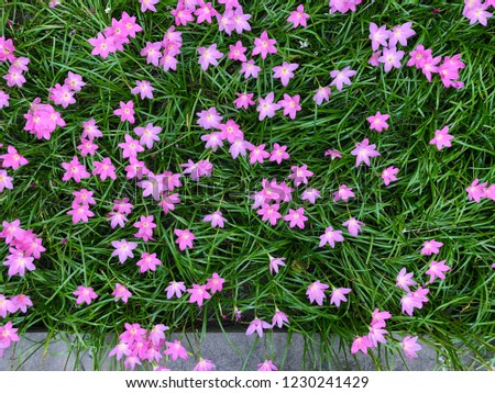 Pink flowers (Zephyranthes minuta or Zephyranthes grandiflora)