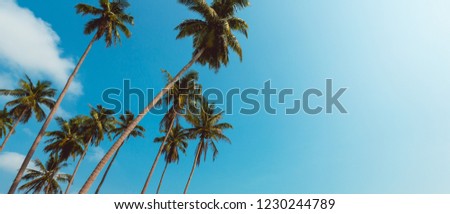 coconut palm tree and sky on beach. Vintage palm on beach in summer