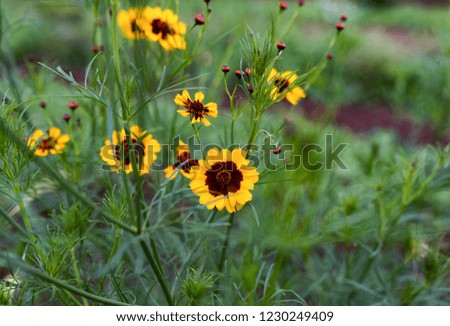 Focus on yellow-orange and burgundy cosmos flower on a blurred background with similar flowers