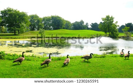 Group of ducks and greenery