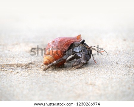 Hermit crab on the beach