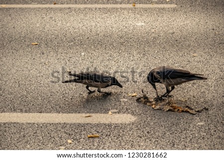 battle of crows food on the asphalt road