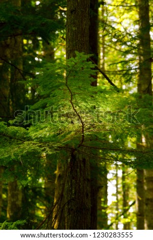 a picture of an exterior Pacific Northwest forest with Douglas fir trees