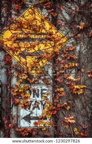 A one-way sign underneath autumn colored ivy
