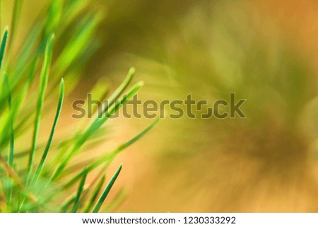  Forest defocused background with pine branch                              
