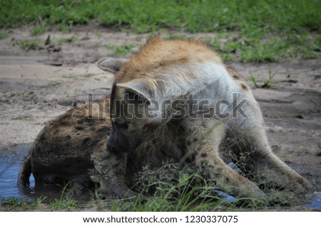 Spotted Hyena at Massai Mara