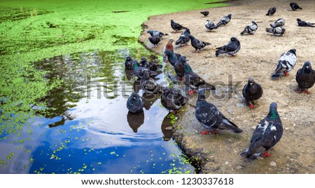 City pigeons swim in the pond with duckweed in summer