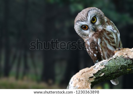A portrait of a young owl. It's a young owl on a close-up. The blurry forest green trees in the background.
