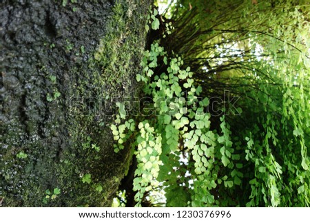 Green Tree Nature