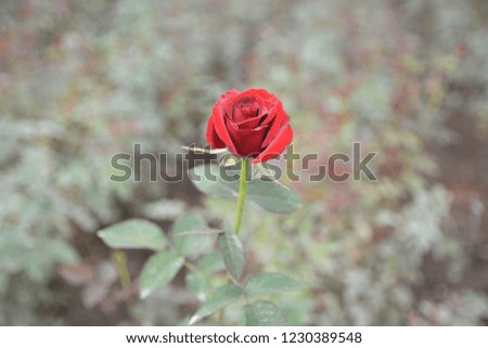 The rose is a type of flowering shrub. Its name comes from the Latin word Rosa. The flowers of the rose grow in many different colors, from the well-known red rose or yellow roses and sometimes white 