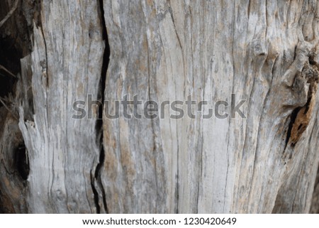 Olive tree wood