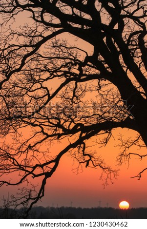 bald branches of an oak tree at sunset in winter, grief, tree funeral concept