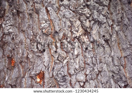 Old cracked oak tree trunk texture with green moss, gray blurry background, close up detail