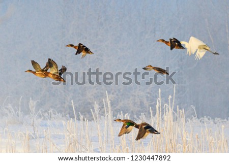 birds fly over the winter landscape