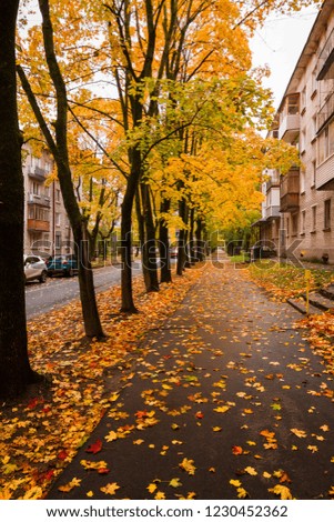 Autumn leaf fall in the alley in Gatchina, Leningrad region