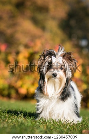 Biewer terrier puppy in beautiful autumn.
