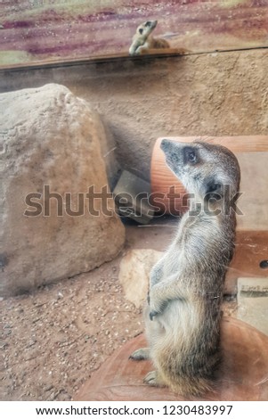 Lonely Meerkat Sitting on Stone