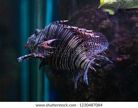Close up beautiful fish in the aquarium on decoration of aquatic plants background. A colorful  fish in fish tank.