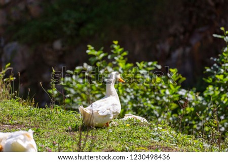 white duck on the greens
