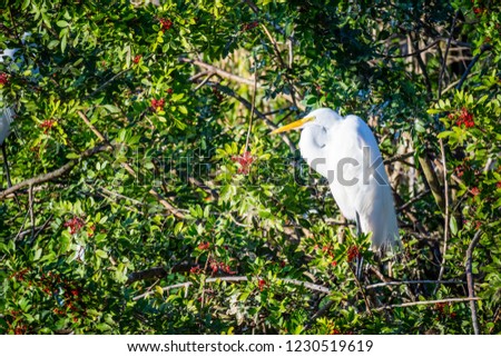 A Great White Egret in Orlando, Florida