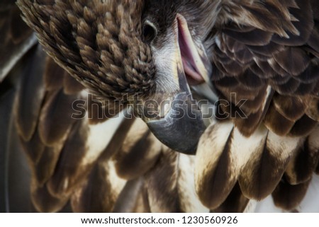 Beautiful juvenile golden eagle portrait  grooming his brown and golden feathers. Royalty-Free Stock Photo #1230560926