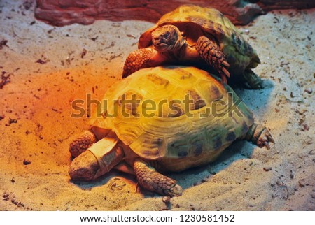 two land turtles in a terrarium on the sand under a red lamp