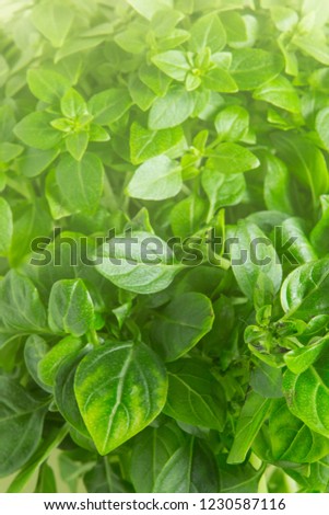 dreamy vertical close up filled frame natural background wallpaper shot of a bunch of aromatic little bright green basil leaves with soft yellow sun light coming from the top