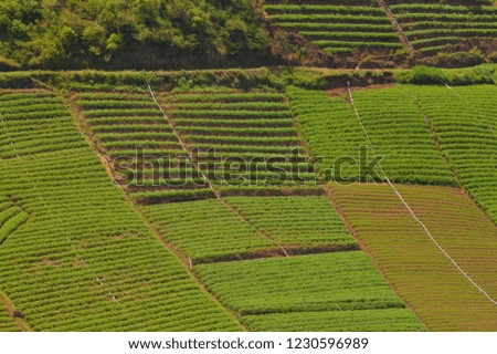 Fertile rice fields in the highlands of cangar, batu, east java indonesia