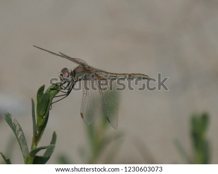 Dragonfly in Po Delta Park