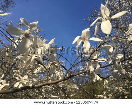 white flowers magnolia against blue sky