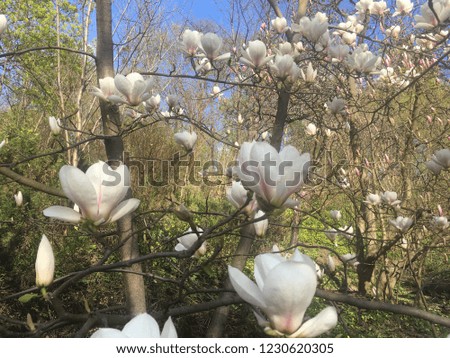white magnolia flowers against a blue sky