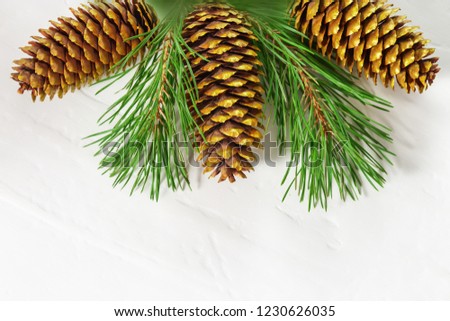 Golden cones on pine branches on white concrete background with copy space. Christmas decoration. New Year decoration.