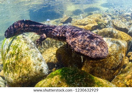 Japanese Giant Salamander in Mountain River of Gifu, Japan Royalty-Free Stock Photo #1230632929