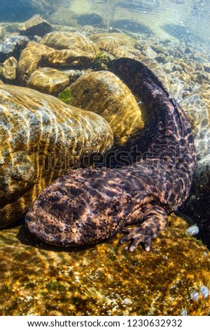 Japanese Giant Salamander in Mountain River of Gifu, Japan