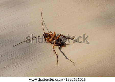 Dead cockroach on the floor after being insecticide. It is a dirty animal. And germs in the concept of health and disease prevention