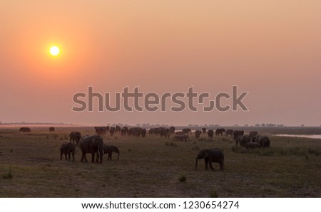 Elephant herd enjoying sunset in Chobe National Park, Kasane, Africa. 