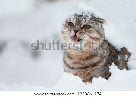 Сat catches snowflakes with his tongue. First snow. First day of winter. Winter landscape. Royalty-Free Stock Photo #1230661174