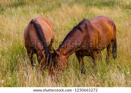 Two brown horses eat grass pasture