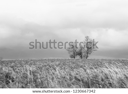 Beautiful countryside pathway in autumn with leafless trees. in the field before rain. black and white picture. with space for add text, For use as background 