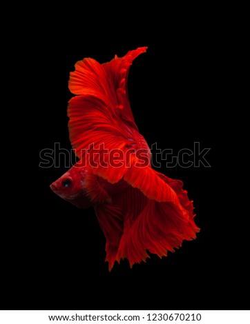 Red color Siamese fighting fish(Rosetail),fighting fish,Betta splendens,on black background with clipping path