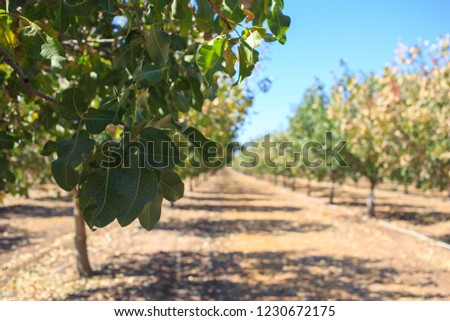 pistachio, cultivation, harvesting , sets natural