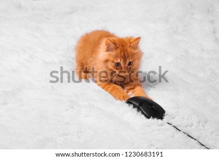 A small red Maine-coon kitten, on a white background, plays, runs, looks, lies