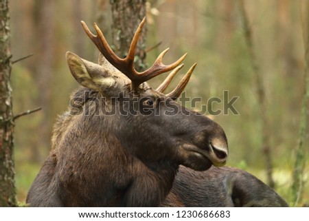 Moose- Alces alces (Elk)