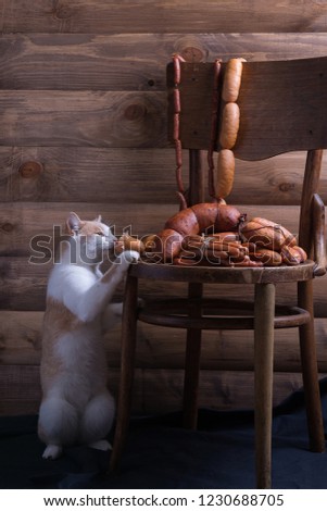 cat steals food