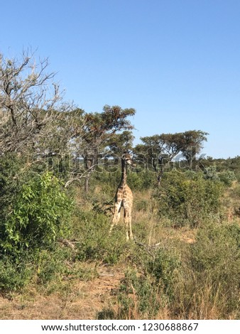 A Tall African Giraffe 