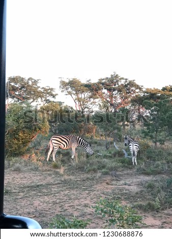 Two Zebras Grazing In Africa