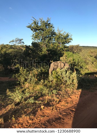 An African Elephant Grazing In The Bush