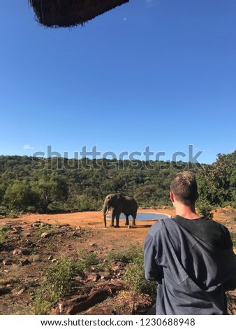 Young Man Viewing An African Elephant At A South African Game Lodge